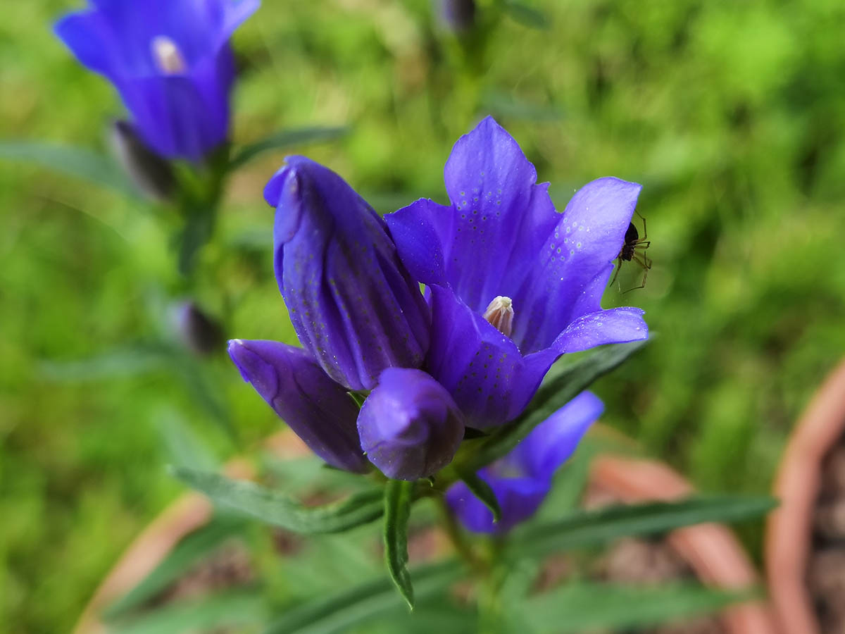 Gentiana pneumonanthe